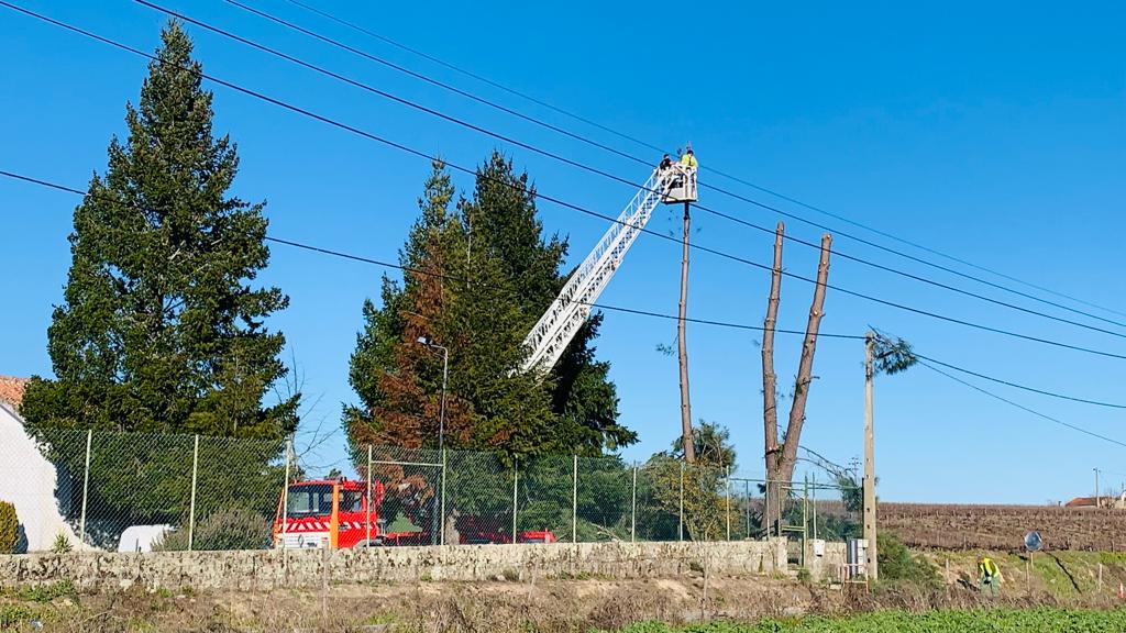 RIATEX - Landscape, Forestry and Biomass Lda foto 3